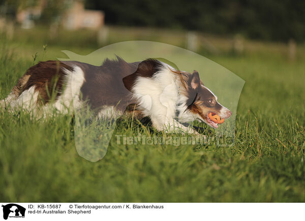 red-tri Australian Shepherd / red-tri Australian Shepherd / KB-15687