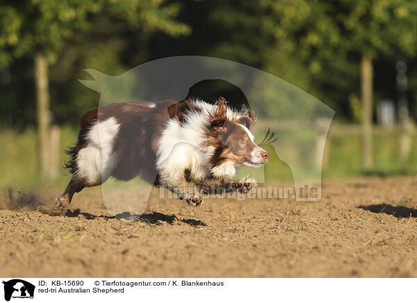 red-tri Australian Shepherd / red-tri Australian Shepherd / KB-15690