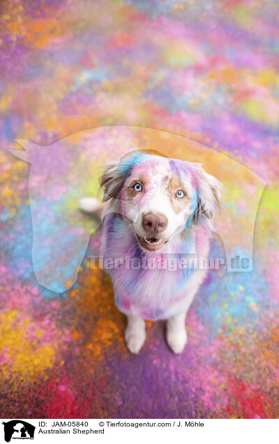 Australian Shepherd / Australian Shepherd / JAM-05840