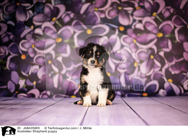 Australian Shepherd puppy / JAM-05865