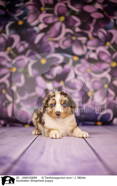 Australian Shepherd Welpe / Australian Shepherd puppy / JAM-05866