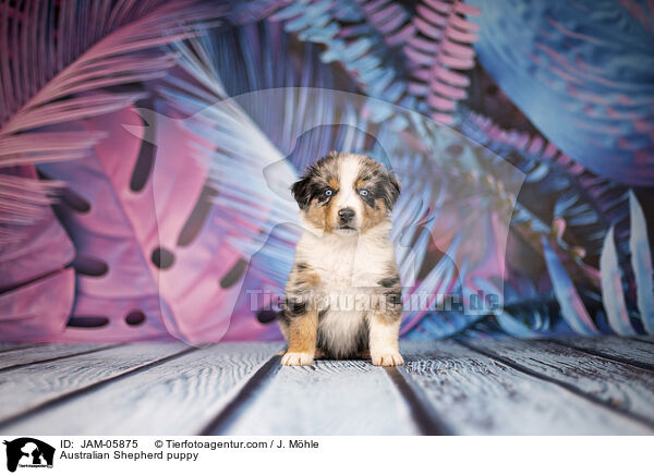 Australian Shepherd Welpe / Australian Shepherd puppy / JAM-05875