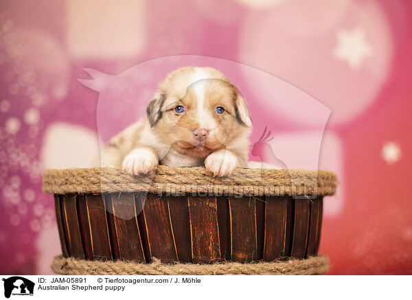 Australian Shepherd puppy / JAM-05891