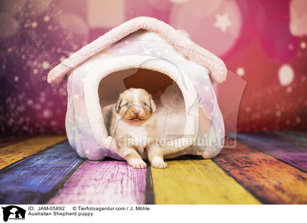 Australian Shepherd puppy / JAM-05892