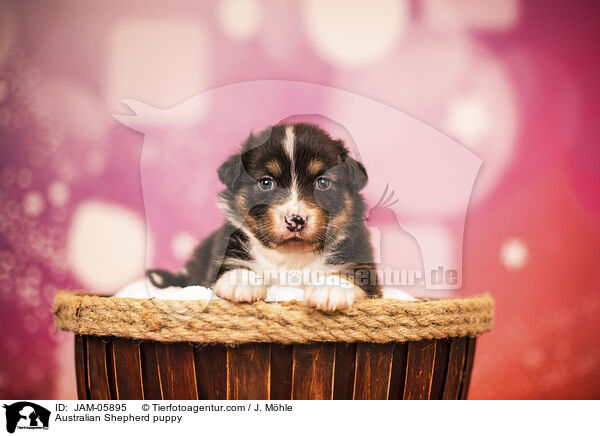 Australian Shepherd Welpe / Australian Shepherd puppy / JAM-05895