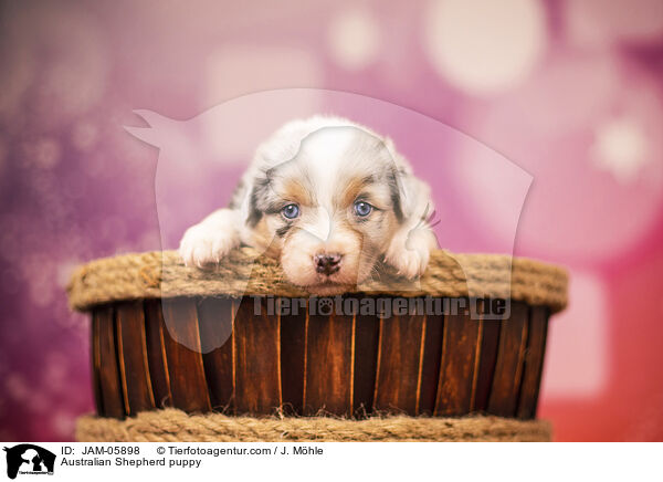 Australian Shepherd Welpe / Australian Shepherd puppy / JAM-05898