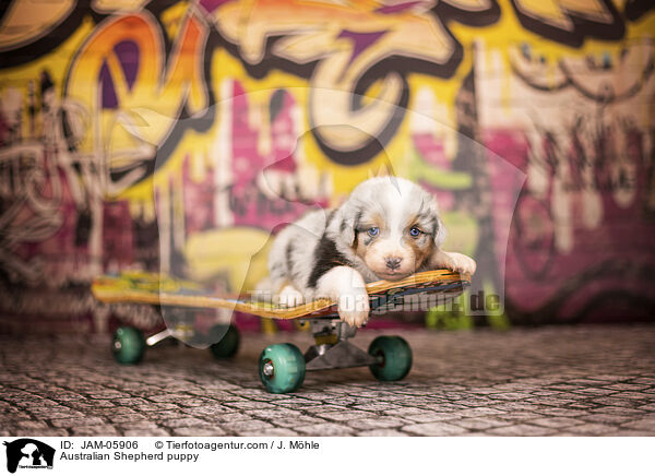 Australian Shepherd Welpe / Australian Shepherd puppy / JAM-05906