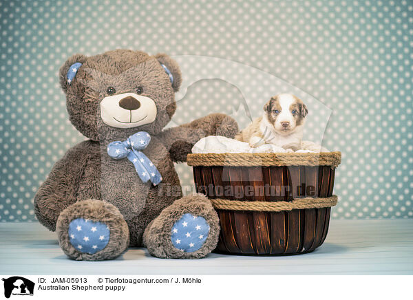 Australian Shepherd Welpe / Australian Shepherd puppy / JAM-05913