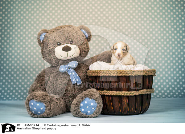 Australian Shepherd Welpe / Australian Shepherd puppy / JAM-05914
