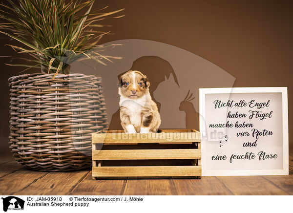 Australian Shepherd Welpe / Australian Shepherd puppy / JAM-05918