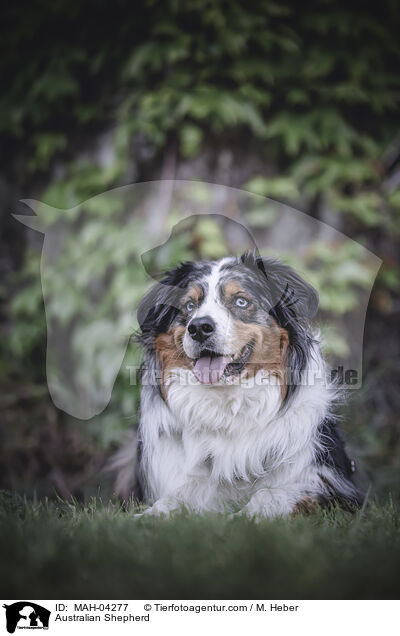 Australian Shepherd / Australian Shepherd / MAH-04277
