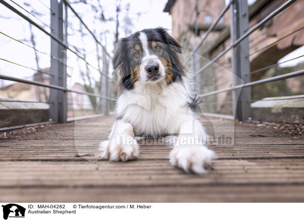 Australian Shepherd / Australian Shepherd / MAH-04282
