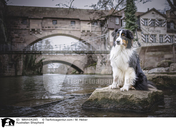 Australian Shepherd / Australian Shepherd / MAH-04285