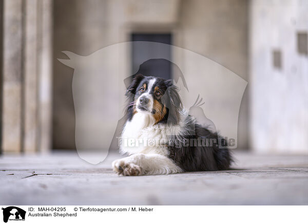Australian Shepherd / Australian Shepherd / MAH-04295