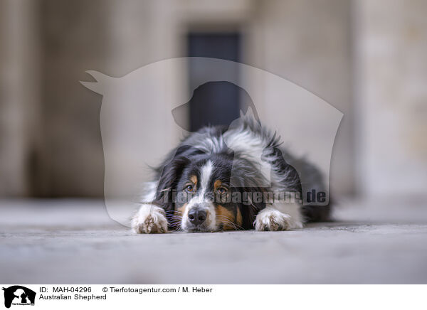 Australian Shepherd / Australian Shepherd / MAH-04296