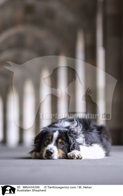 Australian Shepherd / Australian Shepherd / MAH-04299