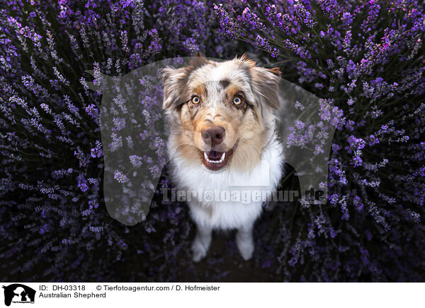 Australian Shepherd / Australian Shepherd / DH-03318