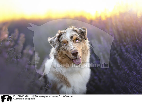 Australian Shepherd / Australian Shepherd / DH-03326
