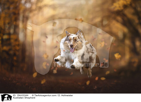 Australian Shepherd / Australian Shepherd / DH-03344