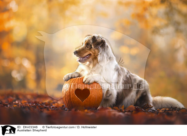 Australian Shepherd / Australian Shepherd / DH-03346