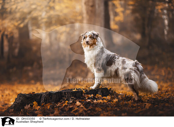 Australian Shepherd / Australian Shepherd / DH-03350