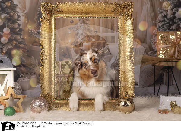 Australian Shepherd / Australian Shepherd / DH-03362