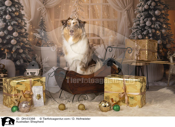 Australian Shepherd / Australian Shepherd / DH-03366