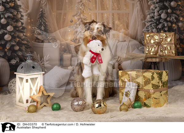 Australian Shepherd / Australian Shepherd / DH-03370
