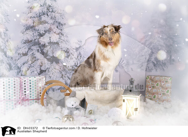 Australian Shepherd / Australian Shepherd / DH-03372