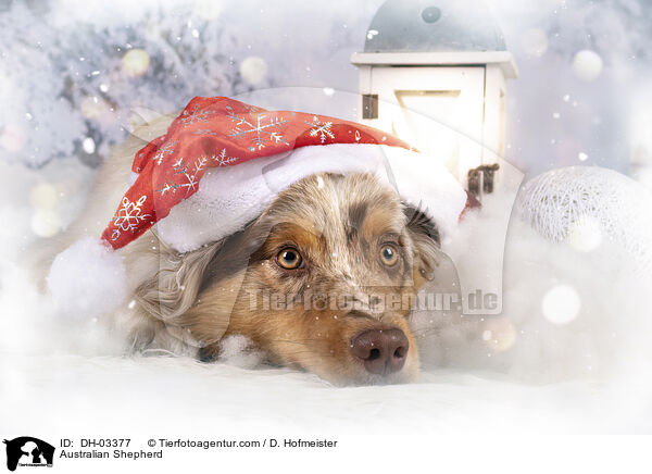 Australian Shepherd / Australian Shepherd / DH-03377