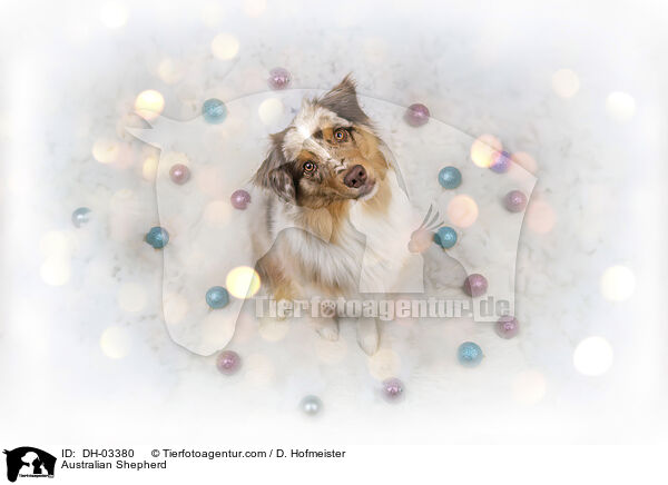 Australian Shepherd / Australian Shepherd / DH-03380
