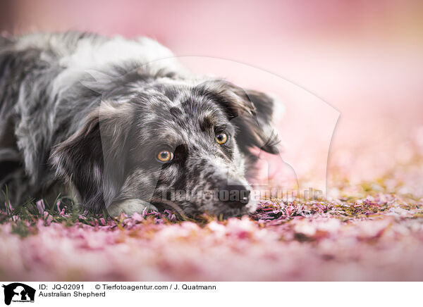 Australian Shepherd / JQ-02091