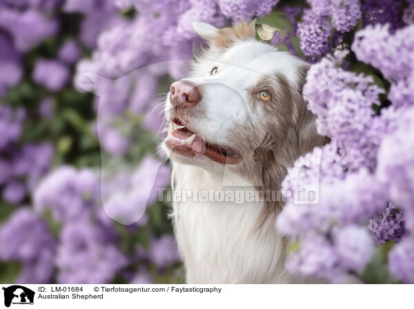 Australian Shepherd / Australian Shepherd / LM-01684