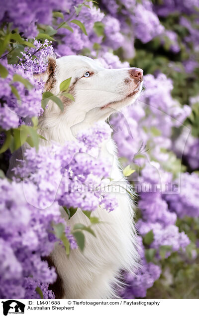 Australian Shepherd / Australian Shepherd / LM-01688