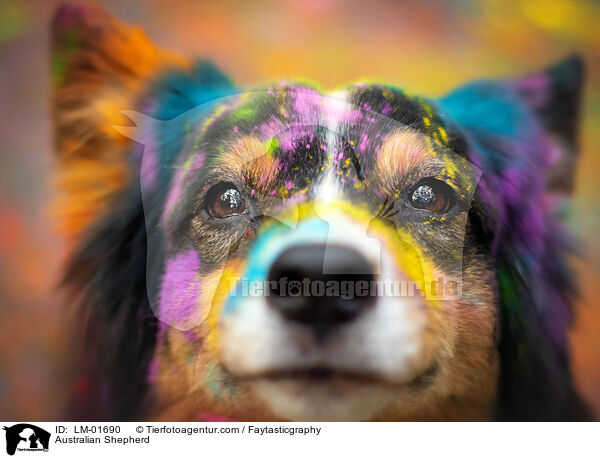 Australian Shepherd / Australian Shepherd / LM-01690