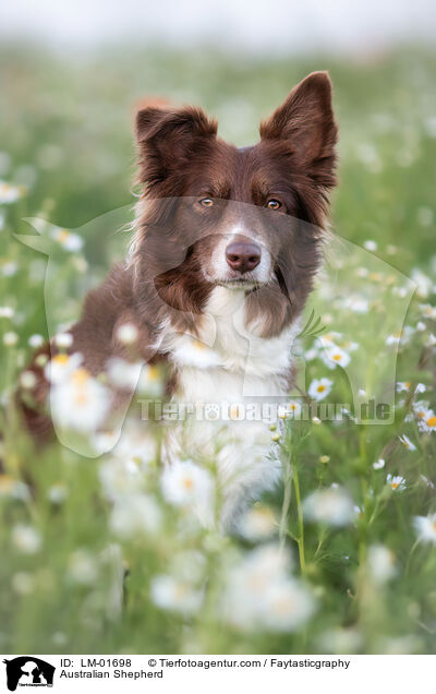 Australian Shepherd / Australian Shepherd / LM-01698