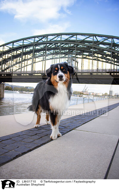 Australian Shepherd / Australian Shepherd / LM-01710