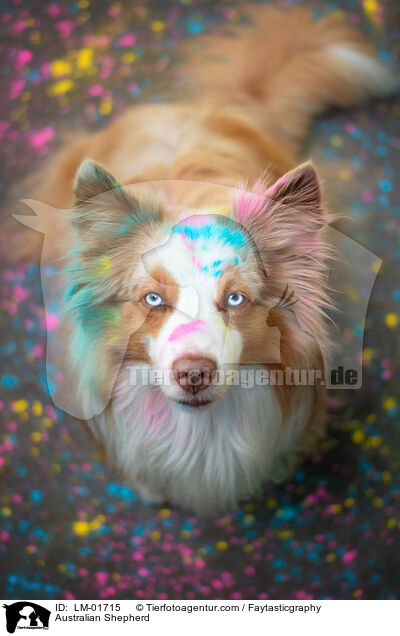 Australian Shepherd / Australian Shepherd / LM-01715