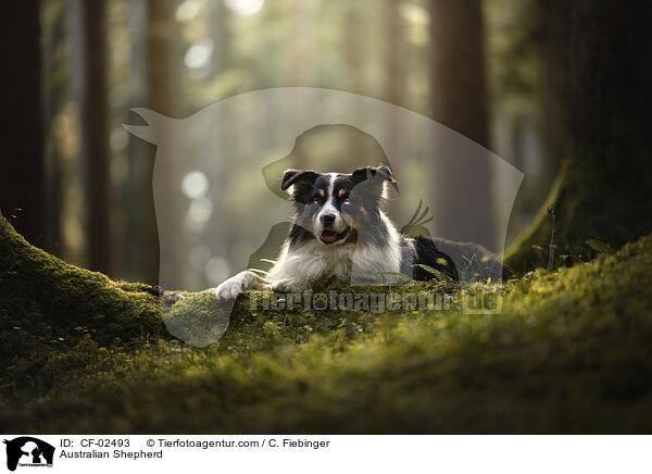 Australian Shepherd / Australian Shepherd / CF-02493