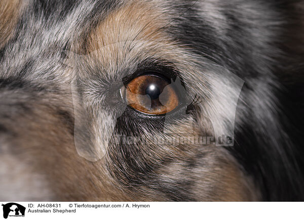 Australian Shepherd / Australian Shepherd / AH-08431