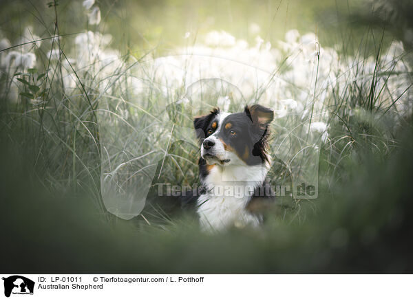 Australian Shepherd / Australian Shepherd / LP-01011