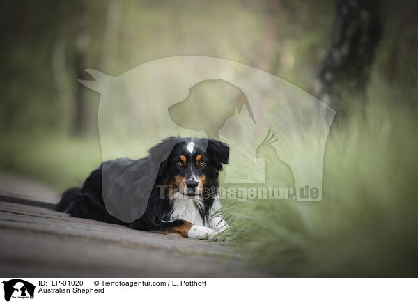 Australian Shepherd / Australian Shepherd / LP-01020