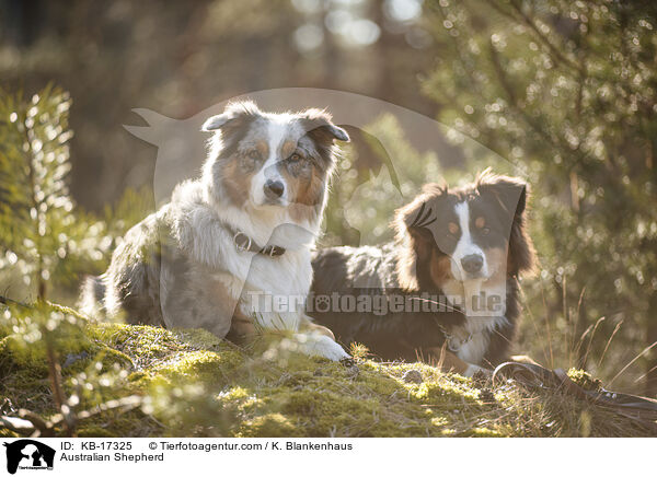 Australian Shepherd / Australian Shepherd / KB-17325