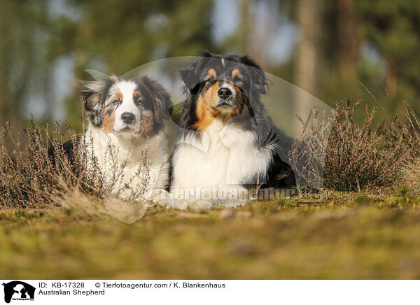 Australian Shepherd / Australian Shepherd / KB-17328