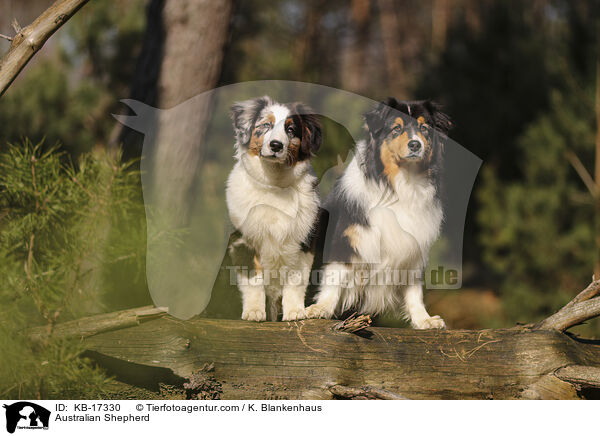 Australian Shepherd / Australian Shepherd / KB-17330