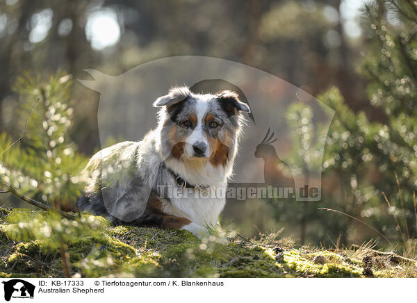 Australian Shepherd / Australian Shepherd / KB-17333