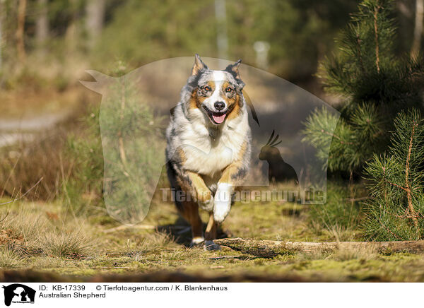 Australian Shepherd / Australian Shepherd / KB-17339