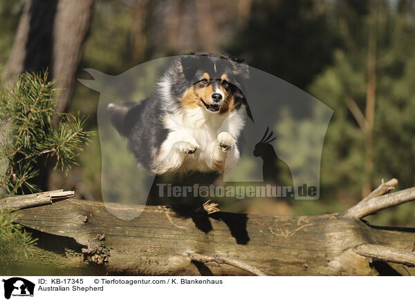 Australian Shepherd / Australian Shepherd / KB-17345