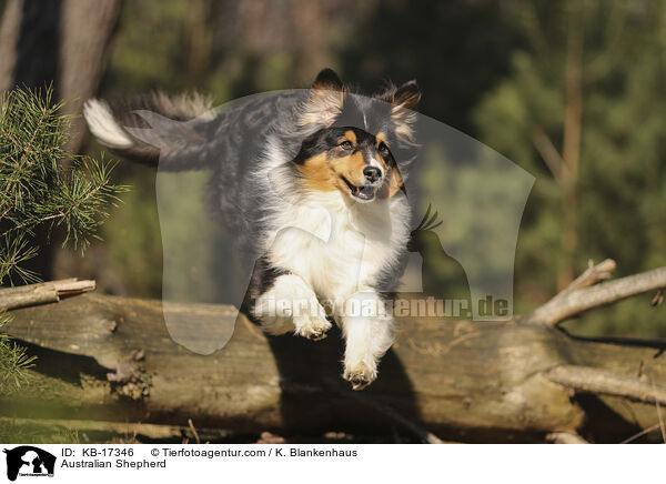 Australian Shepherd / Australian Shepherd / KB-17346