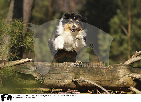 Australian Shepherd / Australian Shepherd / KB-17347